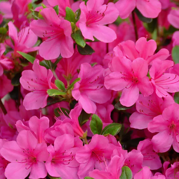 Azalea ‘Judge Solomon’