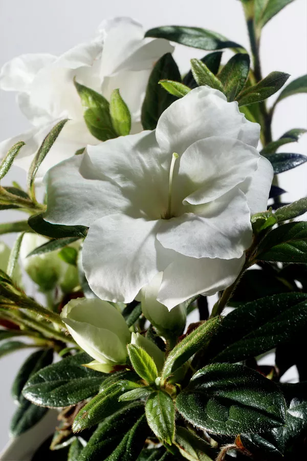 Azalea ‘Mootum’ Encore Autumn Moonlight