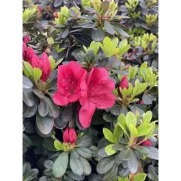 Azalea Mother's Day