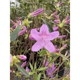 Azalea Poukhanense Compact