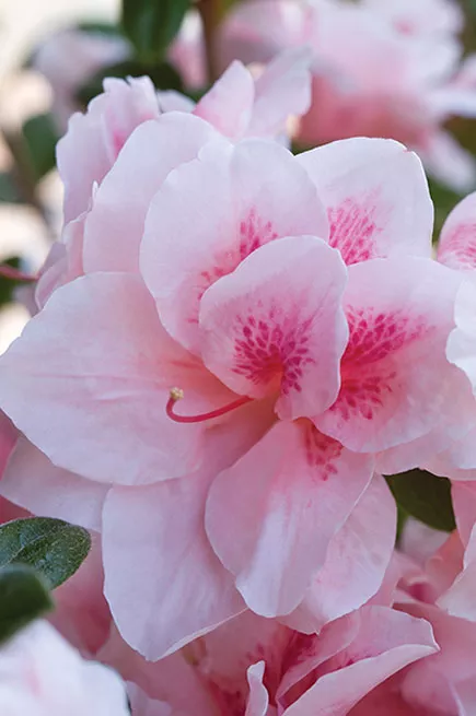 Azalea ‘Robled’ Encore Autumn Chiffon