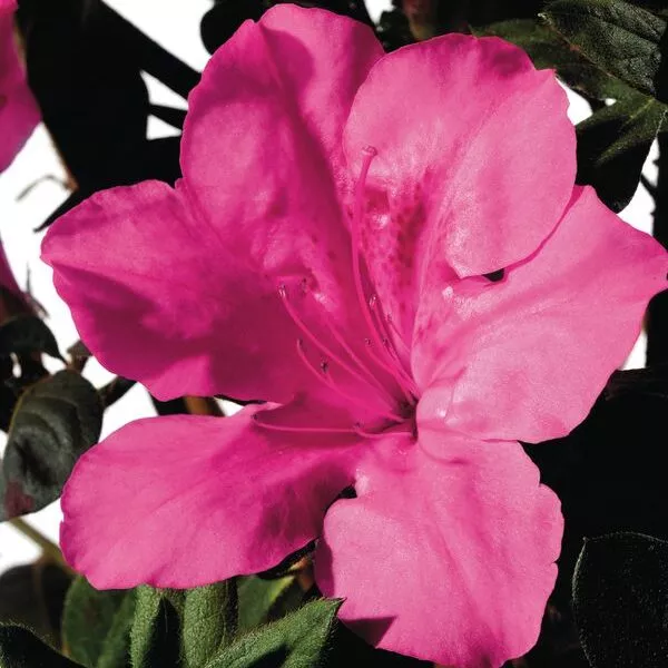 Azalea ‘Roblee’ Encore Autumn Sangria