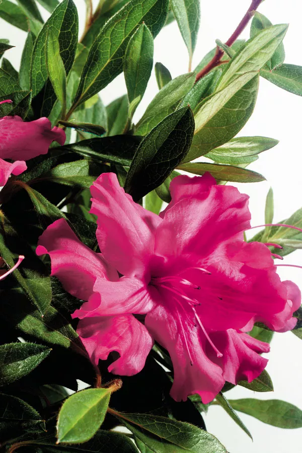 Azalea ‘Roblef’ Encore Autumn Sundance™