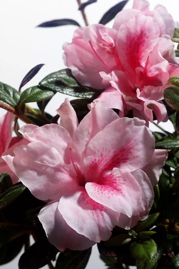 Azalea ‘Robleo’ Encore Autumn Belle
