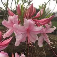 Azalea ‘Spring Sensation’