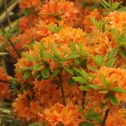 Azalea ‘Tangerine Delight’