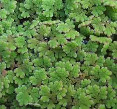Azolla caroliniana