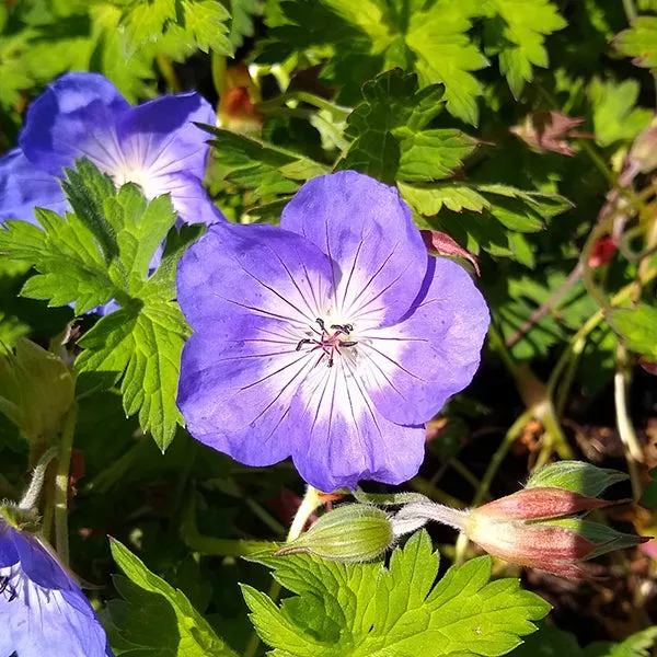 Azure Rush Geranium – #1 Container