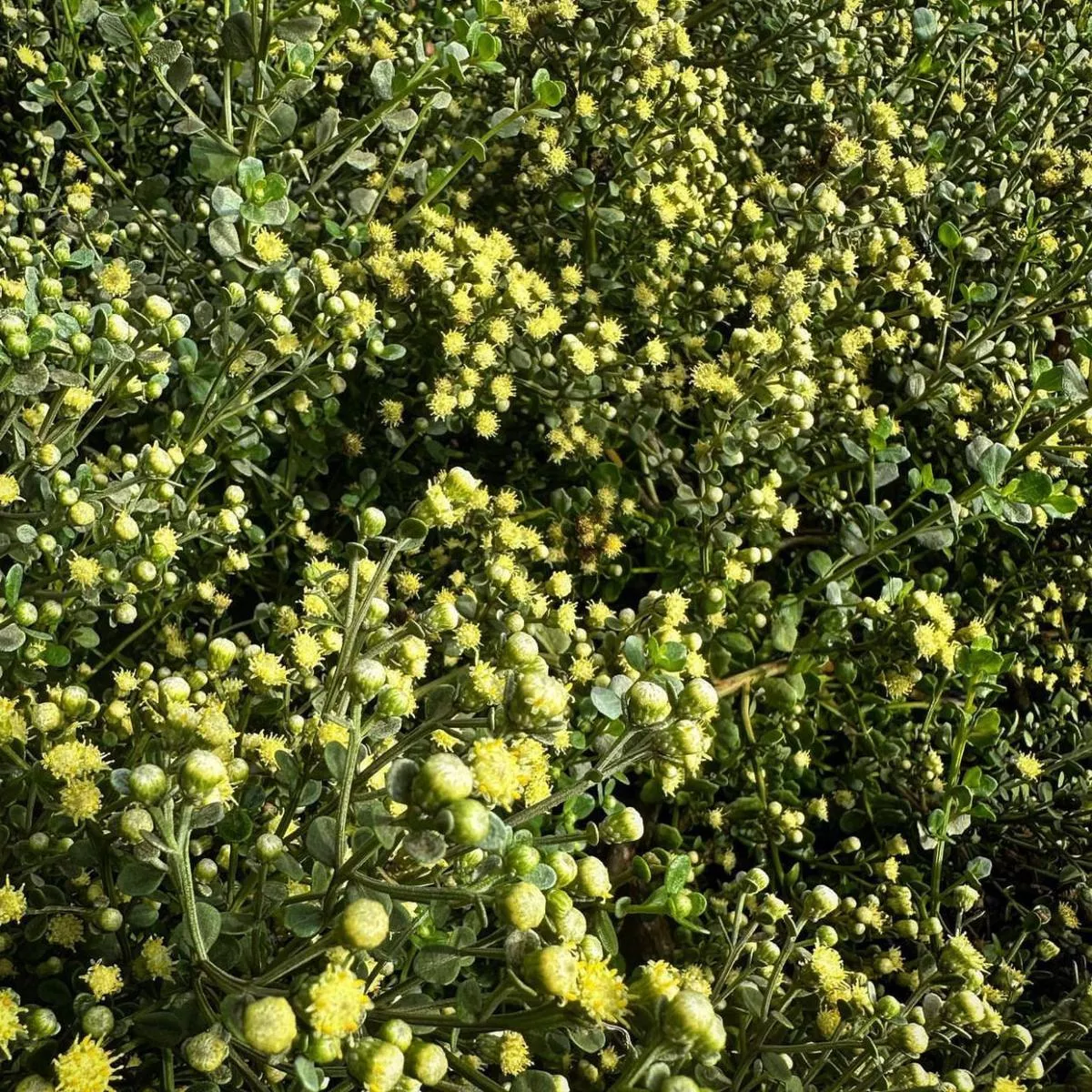 Baccharis pilularis’Pistol Pancake ’
