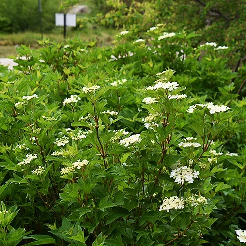 Bailey Compact Viburnum