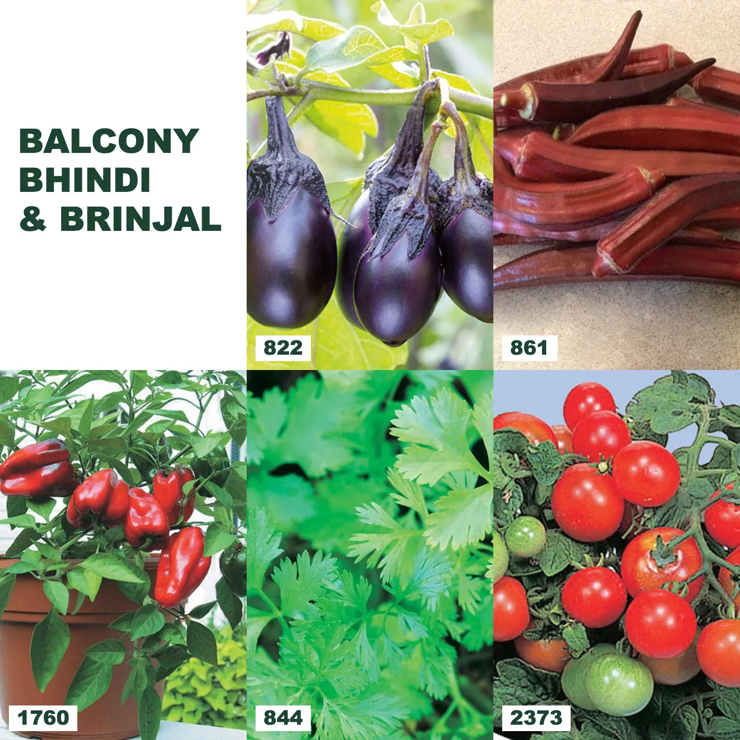 Balcony Bhindi & Brinjal Bundle