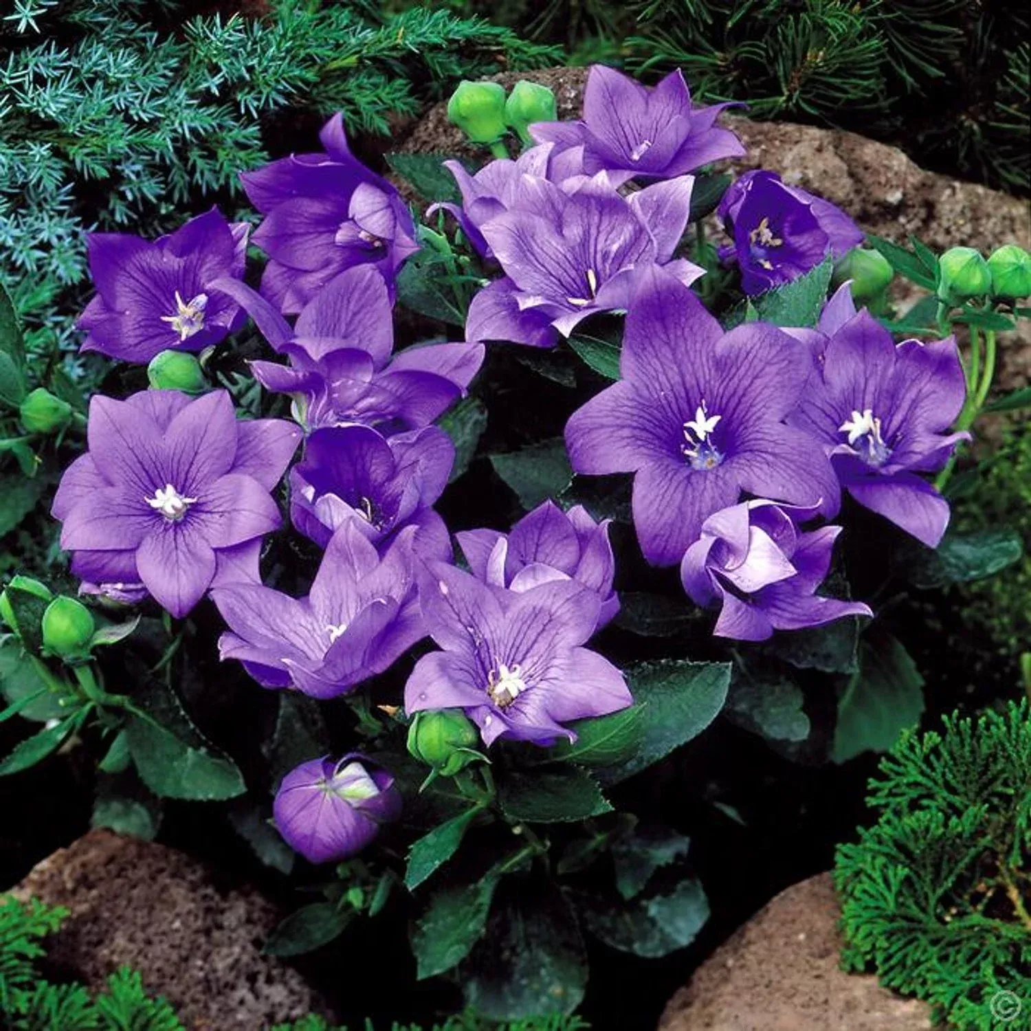 Balloon Flower - Astra Blue