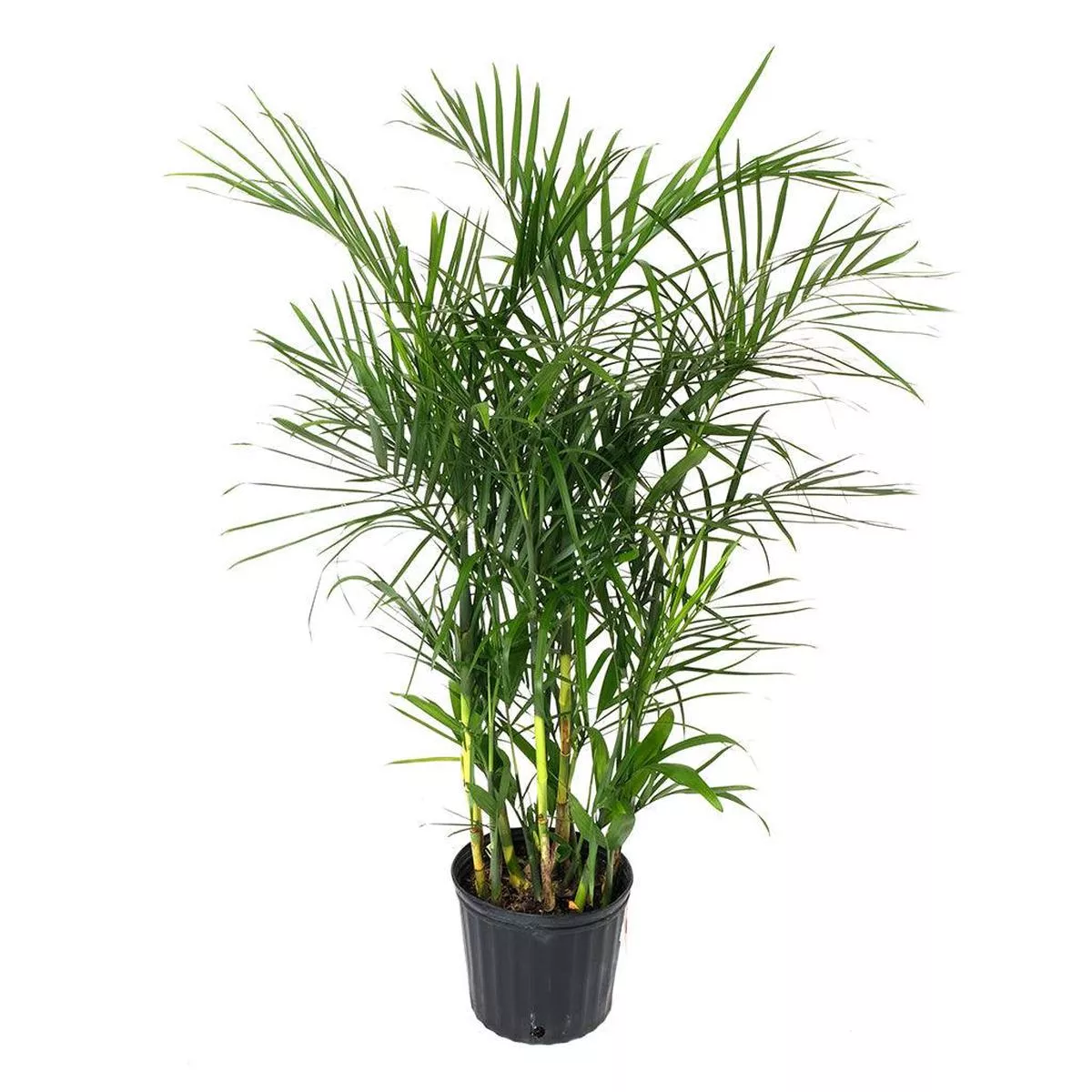 Bamboo Palm 10 ”