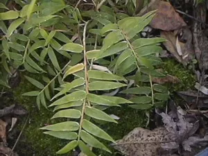 Bambusa multiplex ‘Fernleaf’