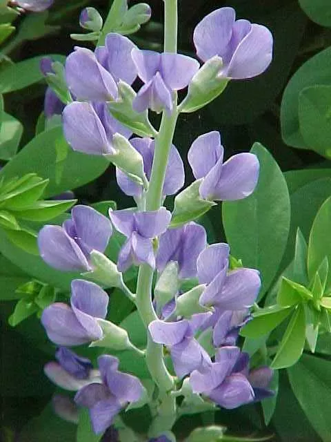 Baptisia australis