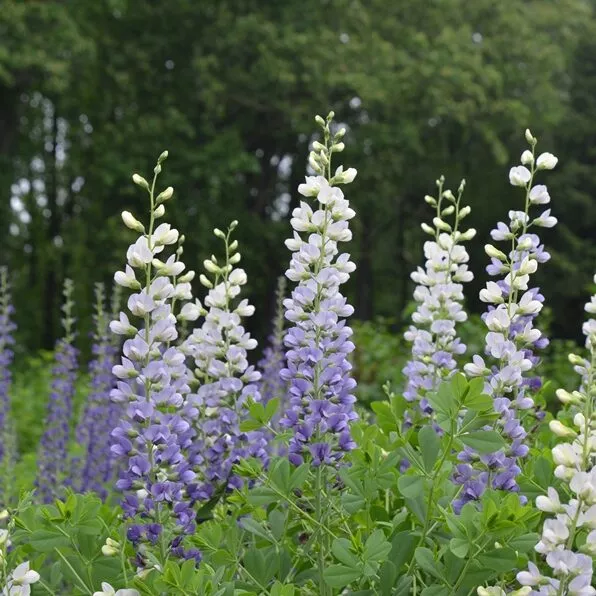 Baptisia Lunar Eclipse