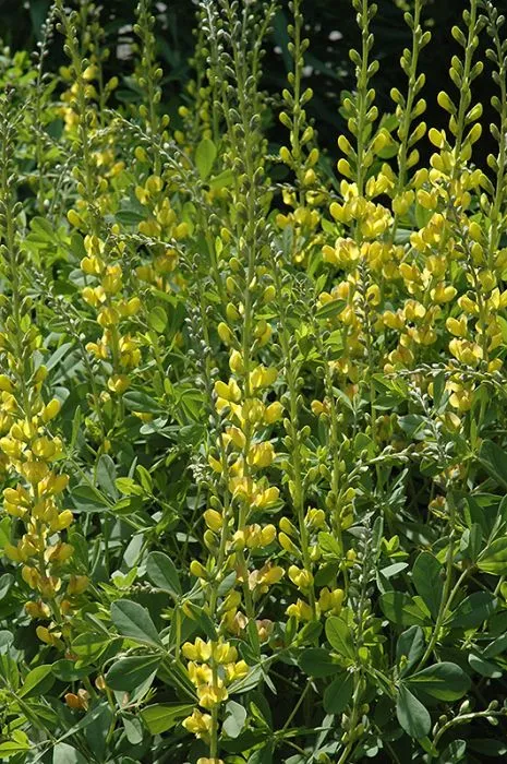 Baptisia - Solar Flare Prairieblues