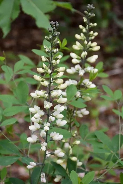 Baptisia - White False Indigo