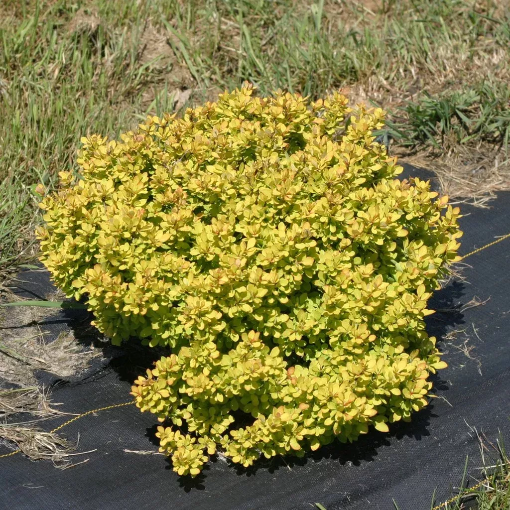 Barberry - Sunjoy Mini Saffron