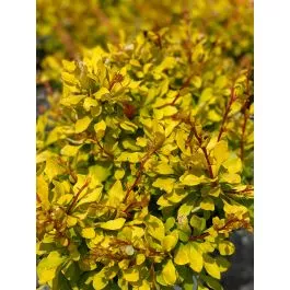 Barberry Worry Free Lemon Glow