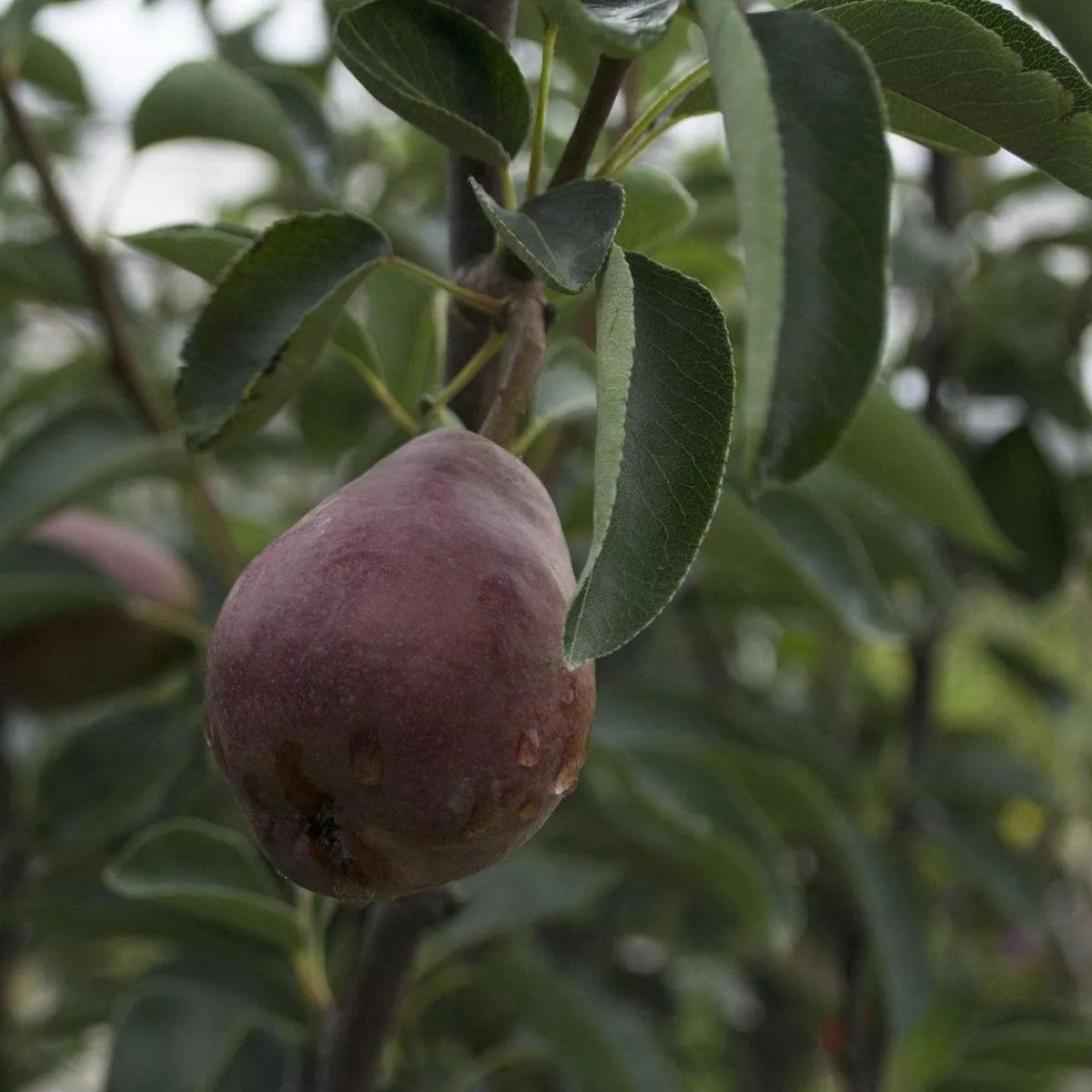 Bartlett Pear Dwarf Tree