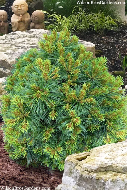 Beal's Starry Night Dwarf Eastern White Pine - 1 Gallon Pot