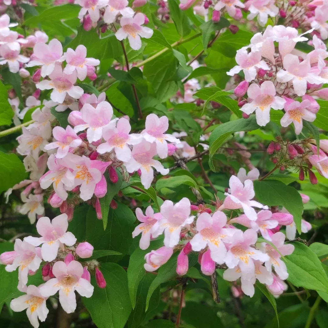 Beautybush, Pink Cloud