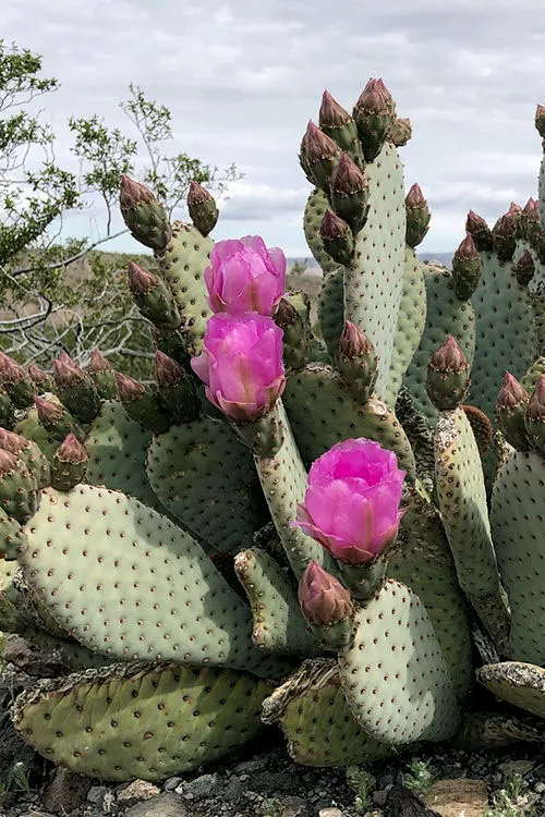 Beavertail Prickly Pear Cactus - 3 Gallon Pot