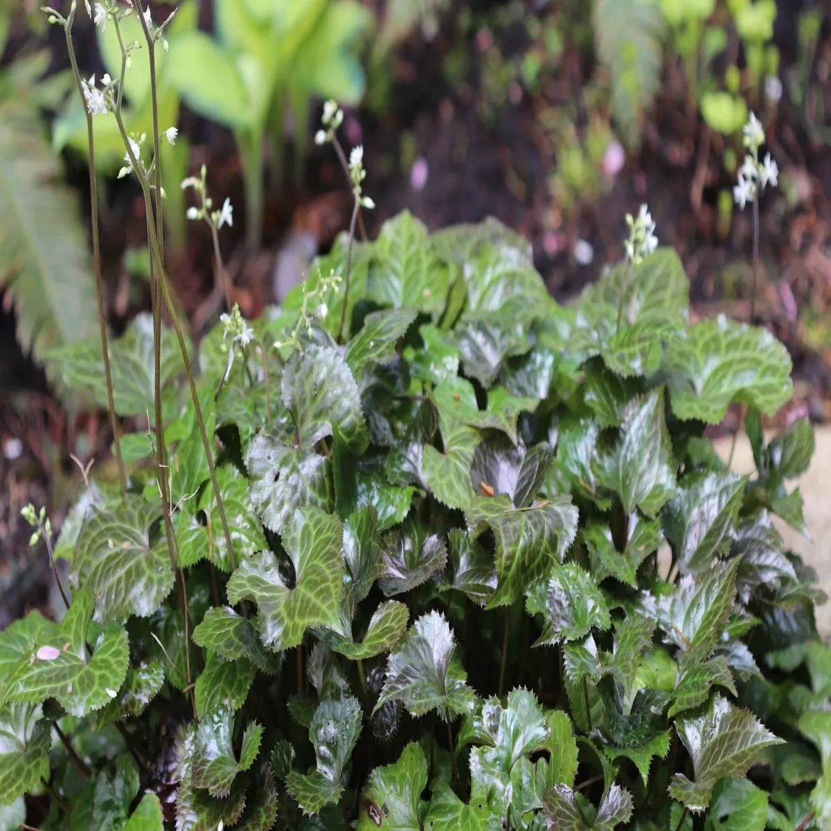Beesia deltophylla