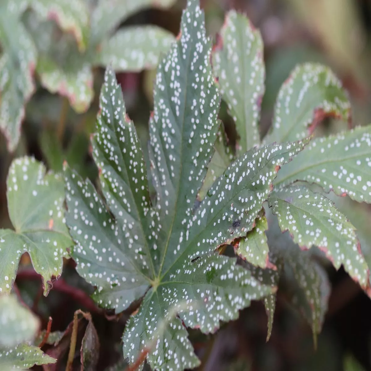 Begonia circumlobata’Chandler ’s Hardy ’