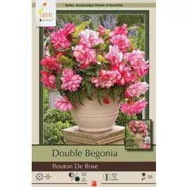 Begonia Double Bouton De Rose 2PK