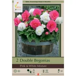 Begonia Double Pink & White Mix 2PK