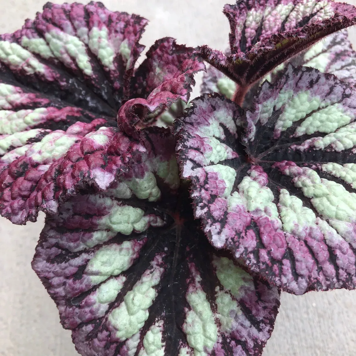 Begonia 'Fireworks'