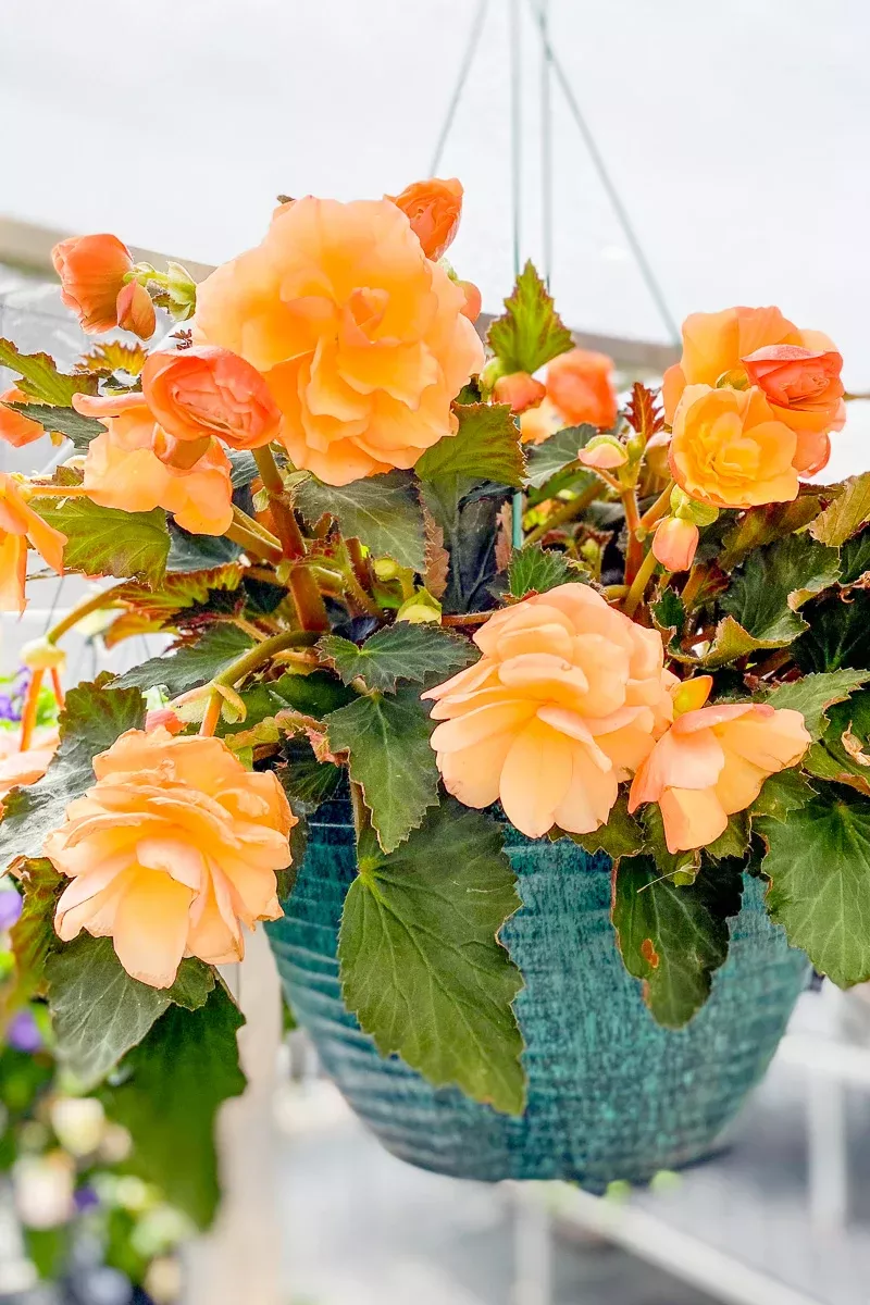 Begonia Fragrant Falls Peach