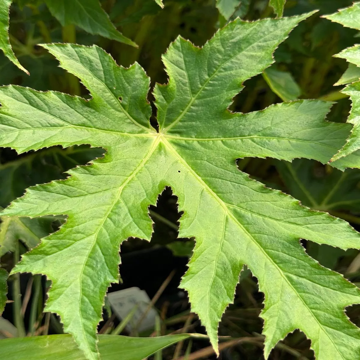 Begonia koelzii