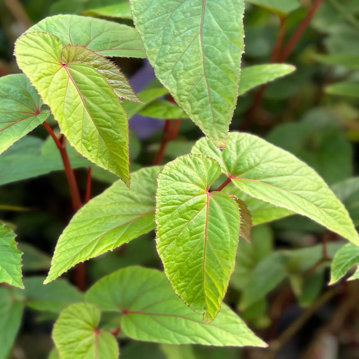 Begonia longifolia AIVT 213