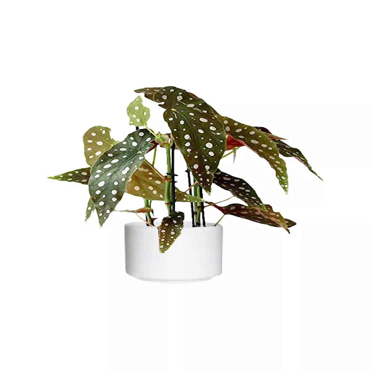 Begonia maculata - Polka Dot Begonia