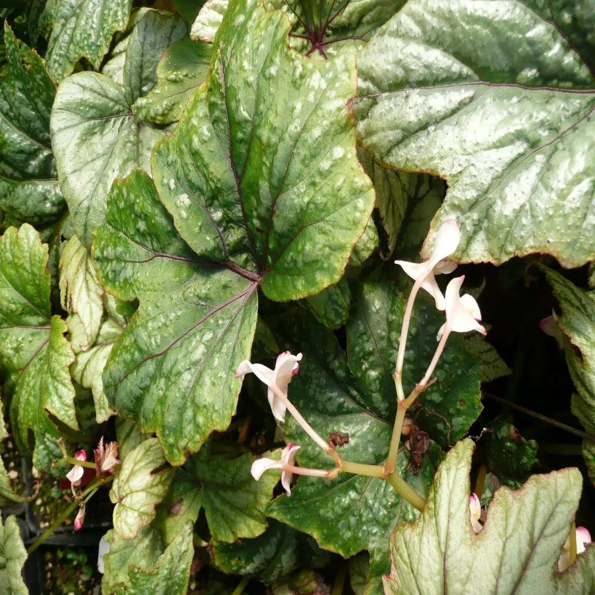 Begonia’Metallic Mist ’