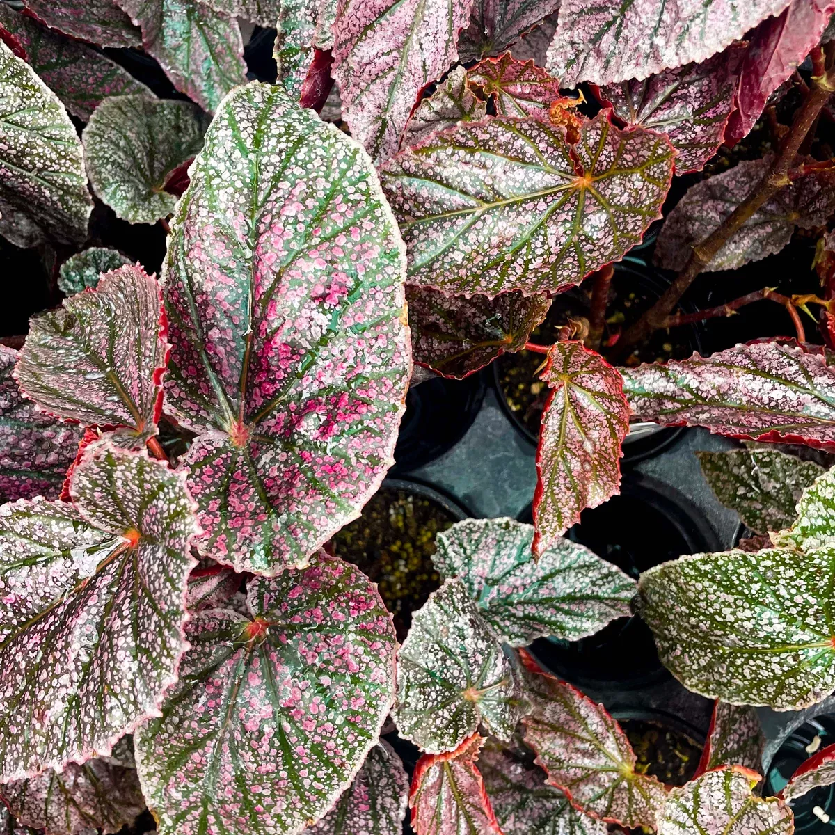 Begonia 'Miss Mummy'