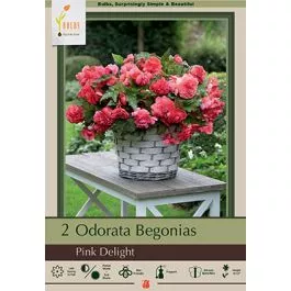 Begonia Odorata Pink Delight 2PK
