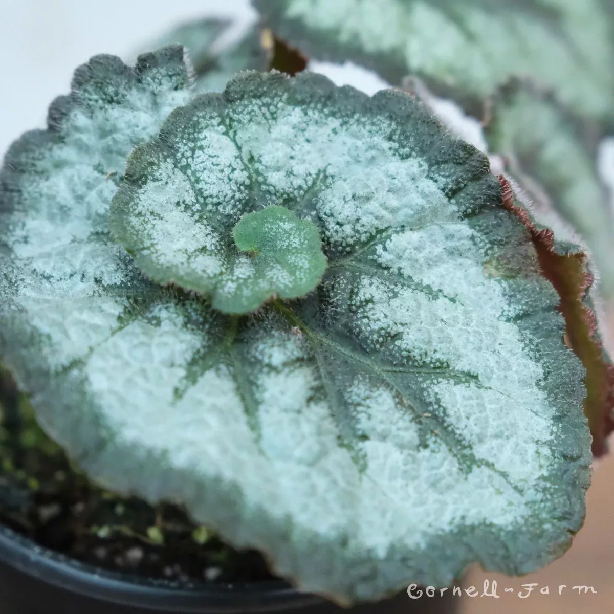 Begonia rex 4in Escargot
