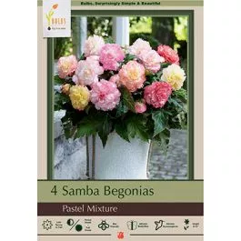 Begonia Samba Pastel Mixture 4PK