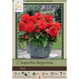 Begonia Superba Red 2PK