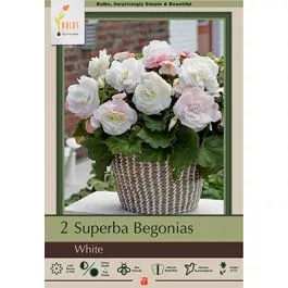 Begonia Superba White 2PK