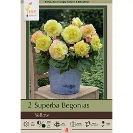Begonia Superba Yellow2PK