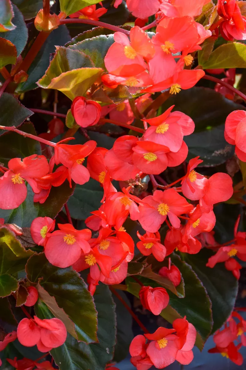 Begonia, Wax Red Leaf Red