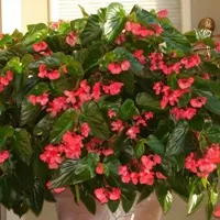 Begonia x Dragon Wing