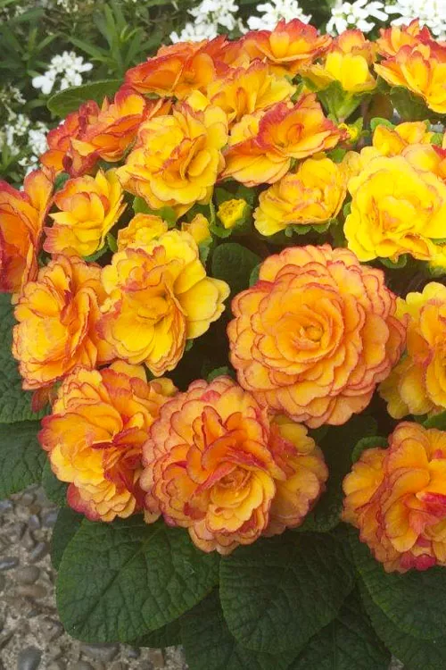 Belarina 'Nectarine' Double Primrose (Primula) - 5 Pack of Quart Pots