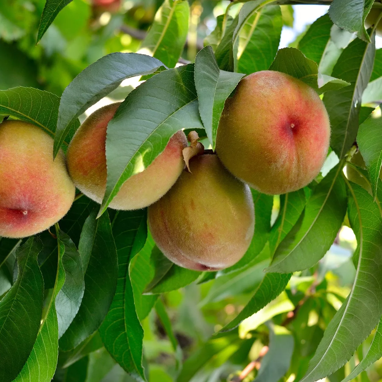 Belle of Georgia Peach Tree – 4-5 FT