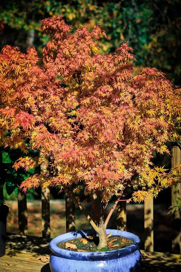 Beni Hime Dwarf Japanese Maple